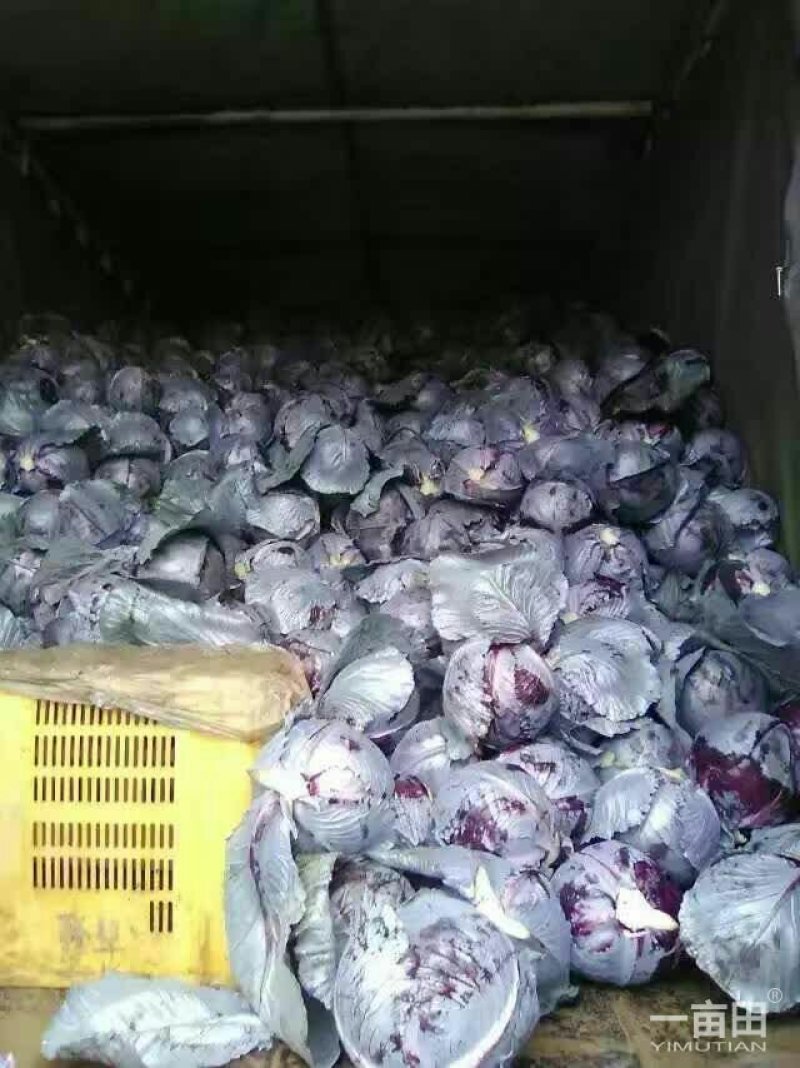 精品紫甘蓝大量上市，质量好，可以供应超市，加工厂，市场电