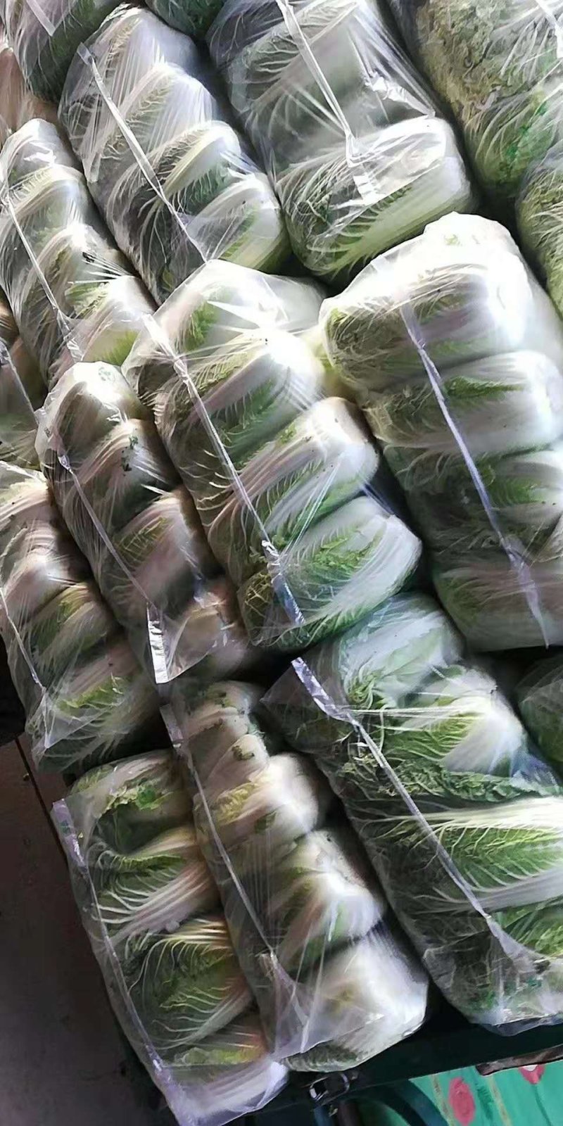 白菜4一6斤(精品)基地直供，绿翠源果蔬专业合作社
