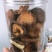 香茹脆