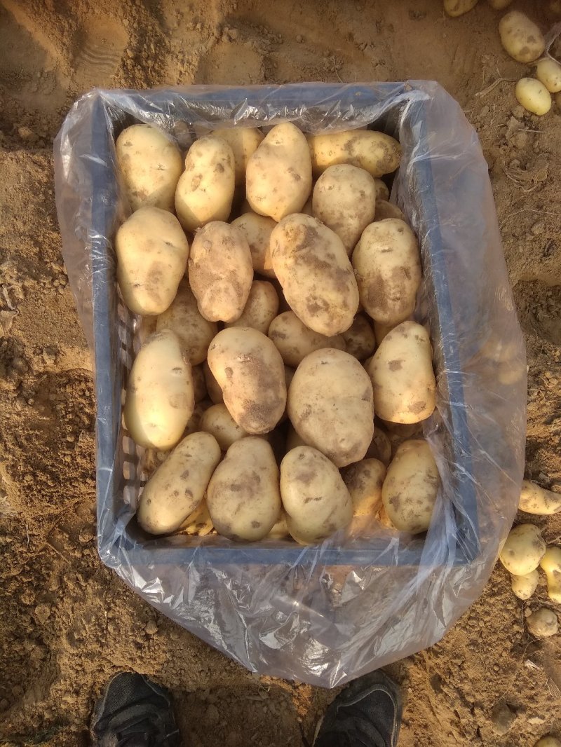 大棚秋土豆个大色好