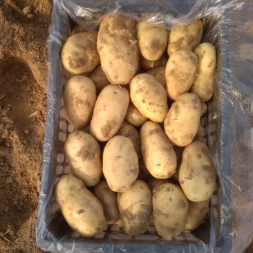 大棚秋土豆个大色好