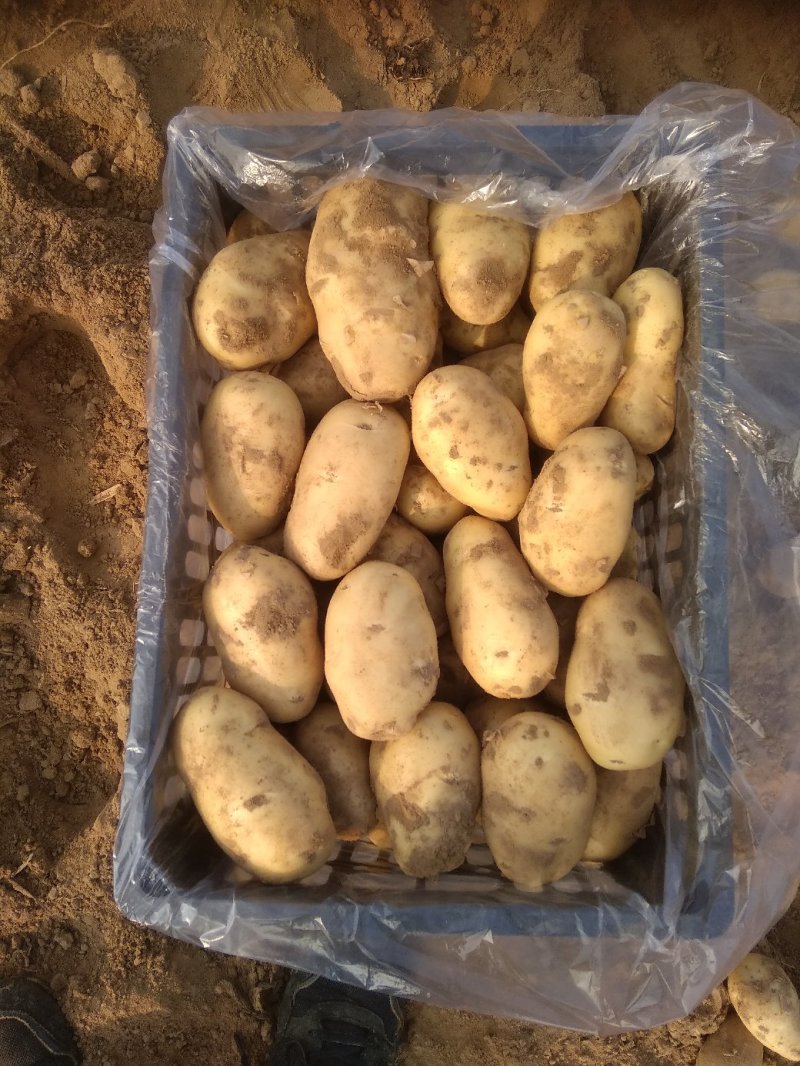 大棚秋土豆个大色好