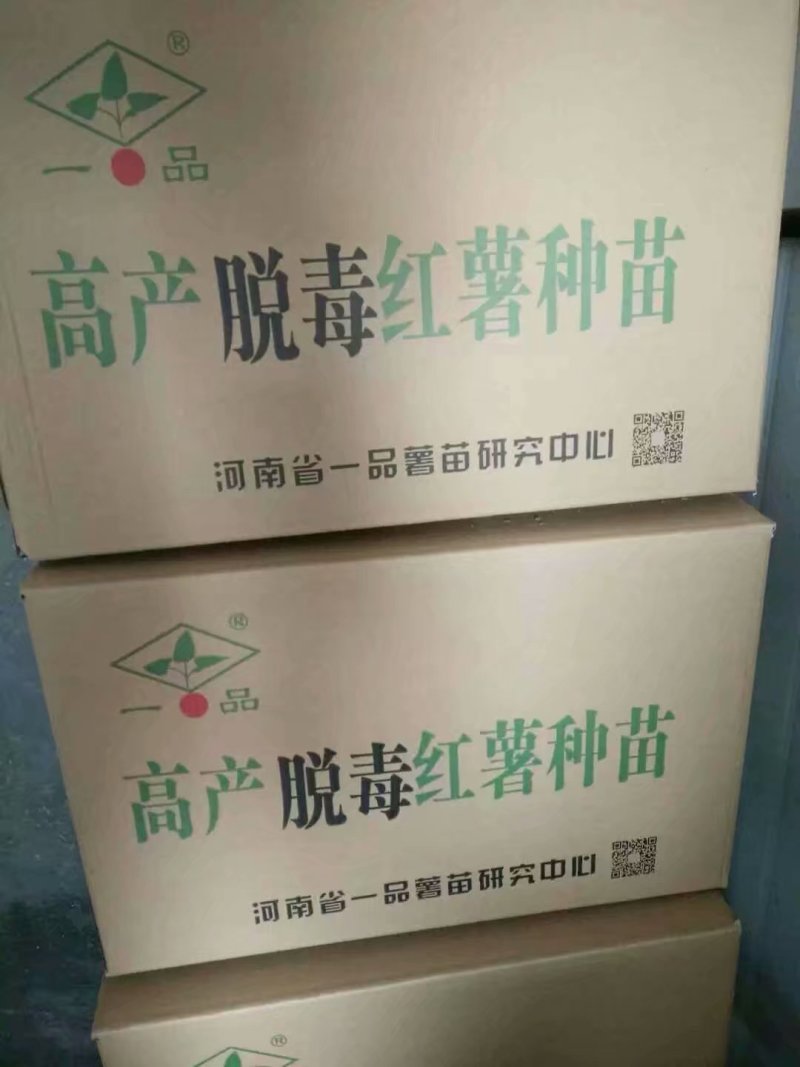 龙薯9号红薯苗烟薯25红薯苗济薯25红薯苗商薯19红薯苗