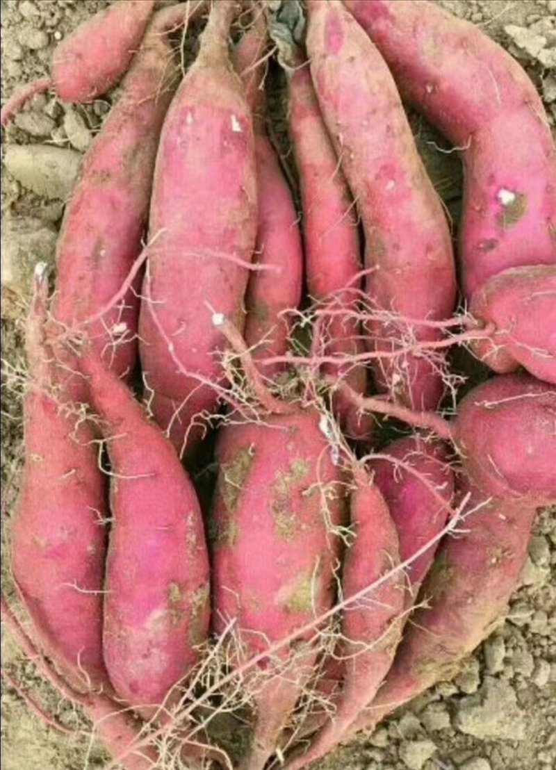 西瓜红大田苗剪苗河南西瓜红种苗普薯32苗蜜薯苗全国
