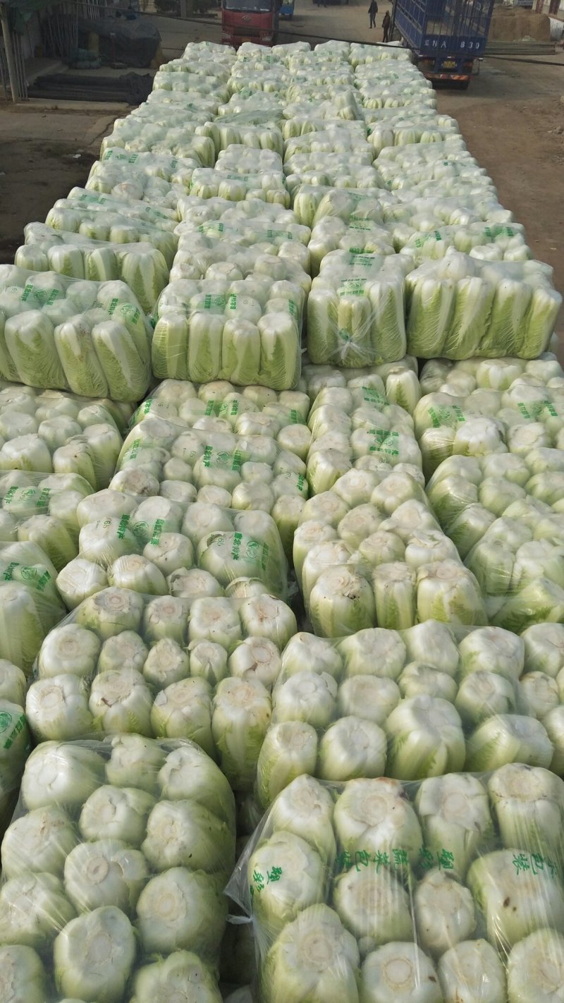 山东2023新白菜