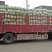 山东2023新白菜