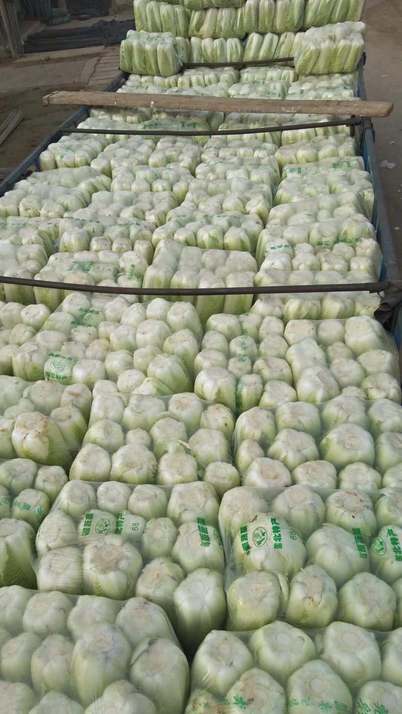 【保证新鲜】北京三号大白菜山东白菜净菜产地直销