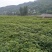 拐枣苗