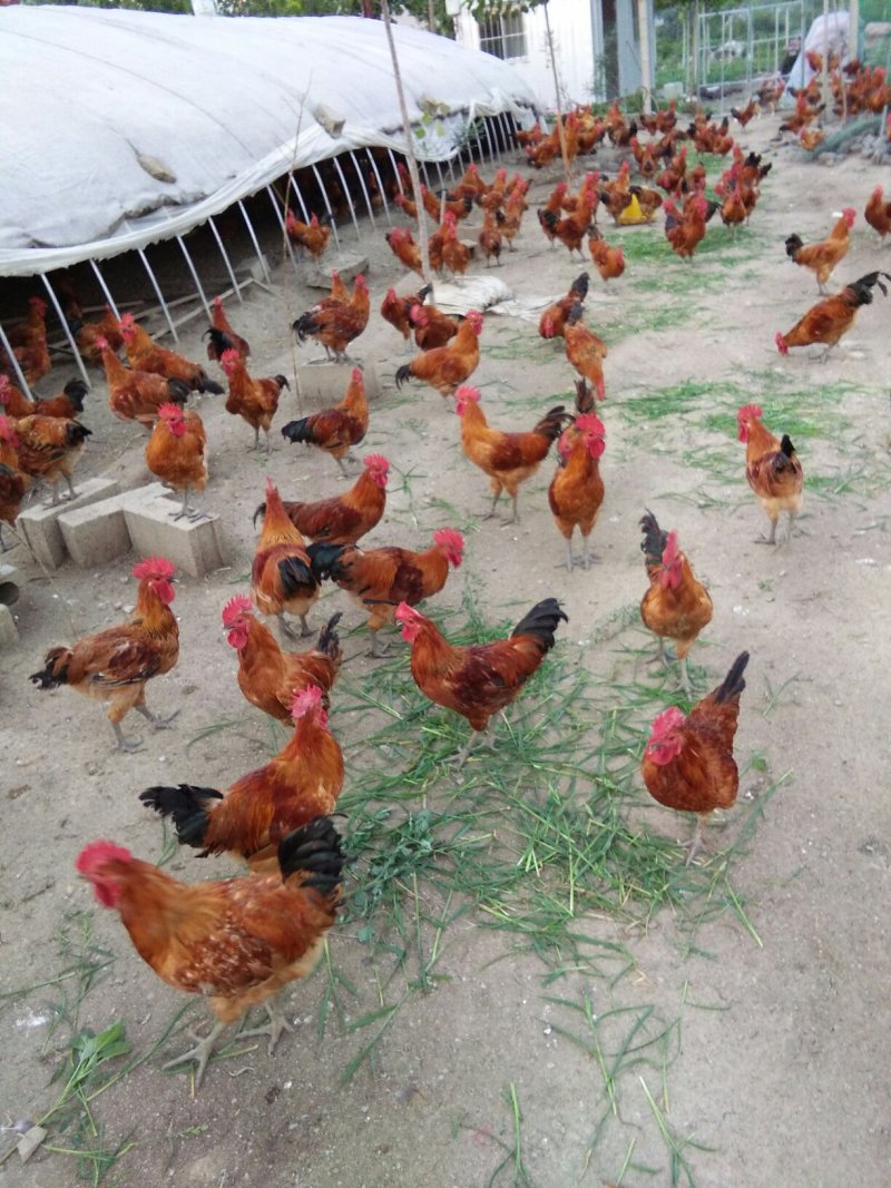 常年出售草鸡，冠大毛亮。