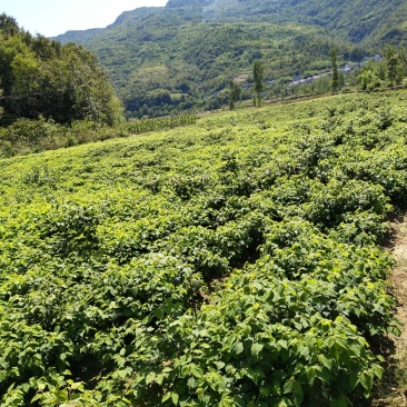 拐枣苗