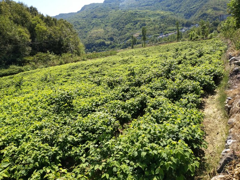 拐枣苗