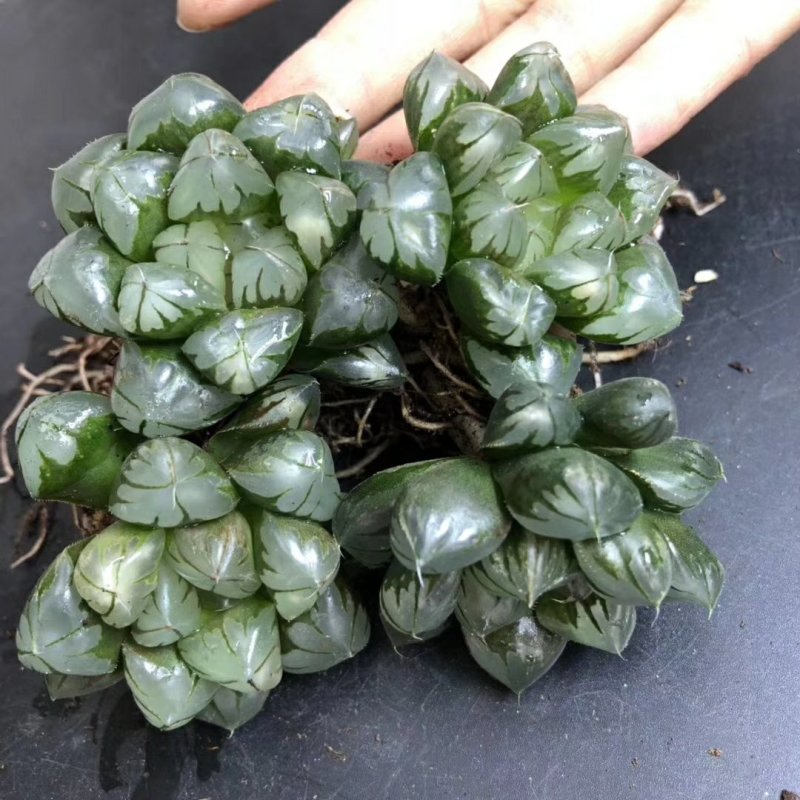 水晶玉露