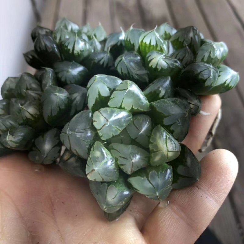 水晶玉露