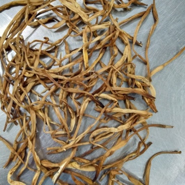 猛子一号黄花莱