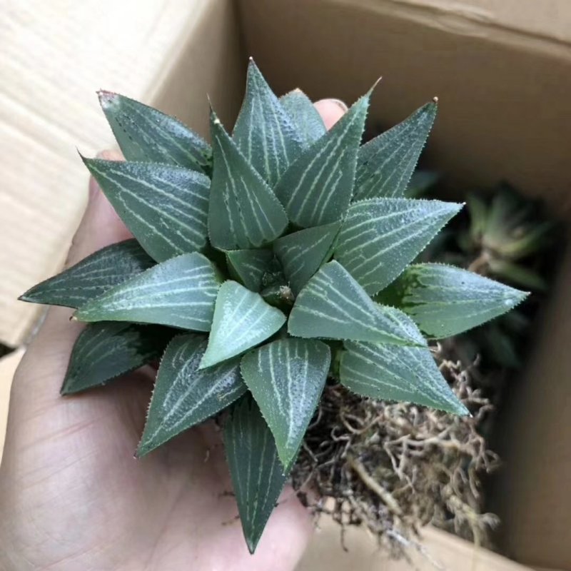 原始大白鲨7