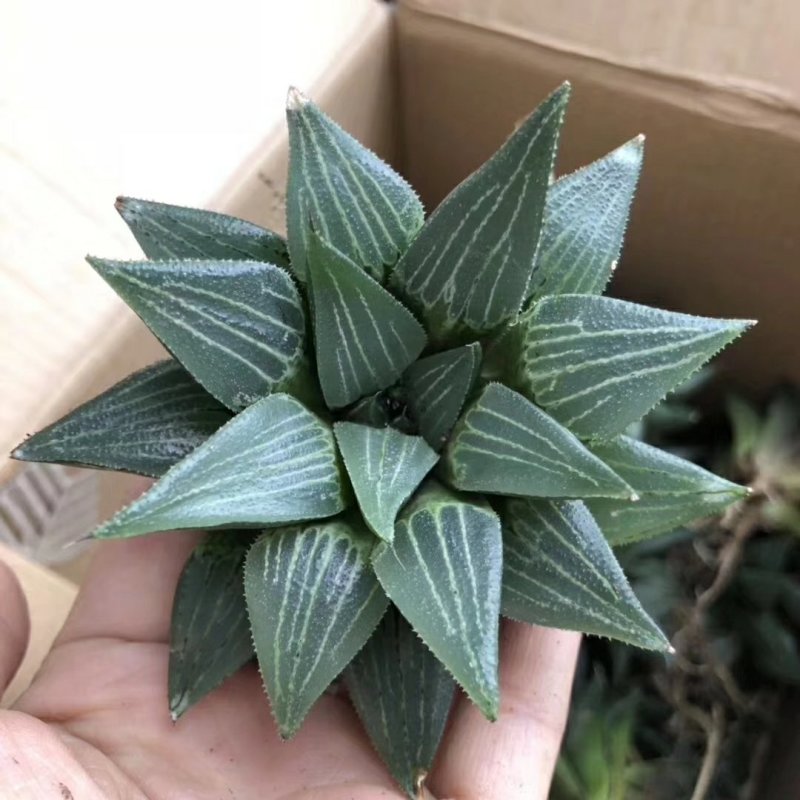 原始大白鲨7