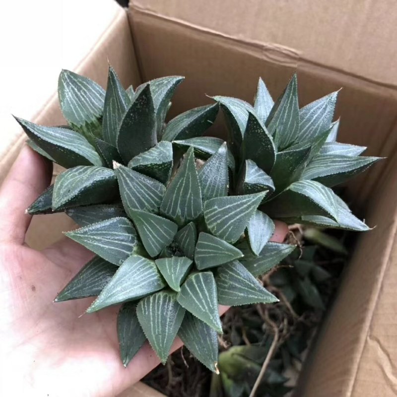 原始大白鲨7