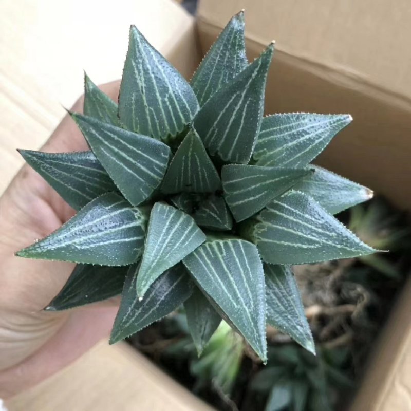 原始大白鲨7