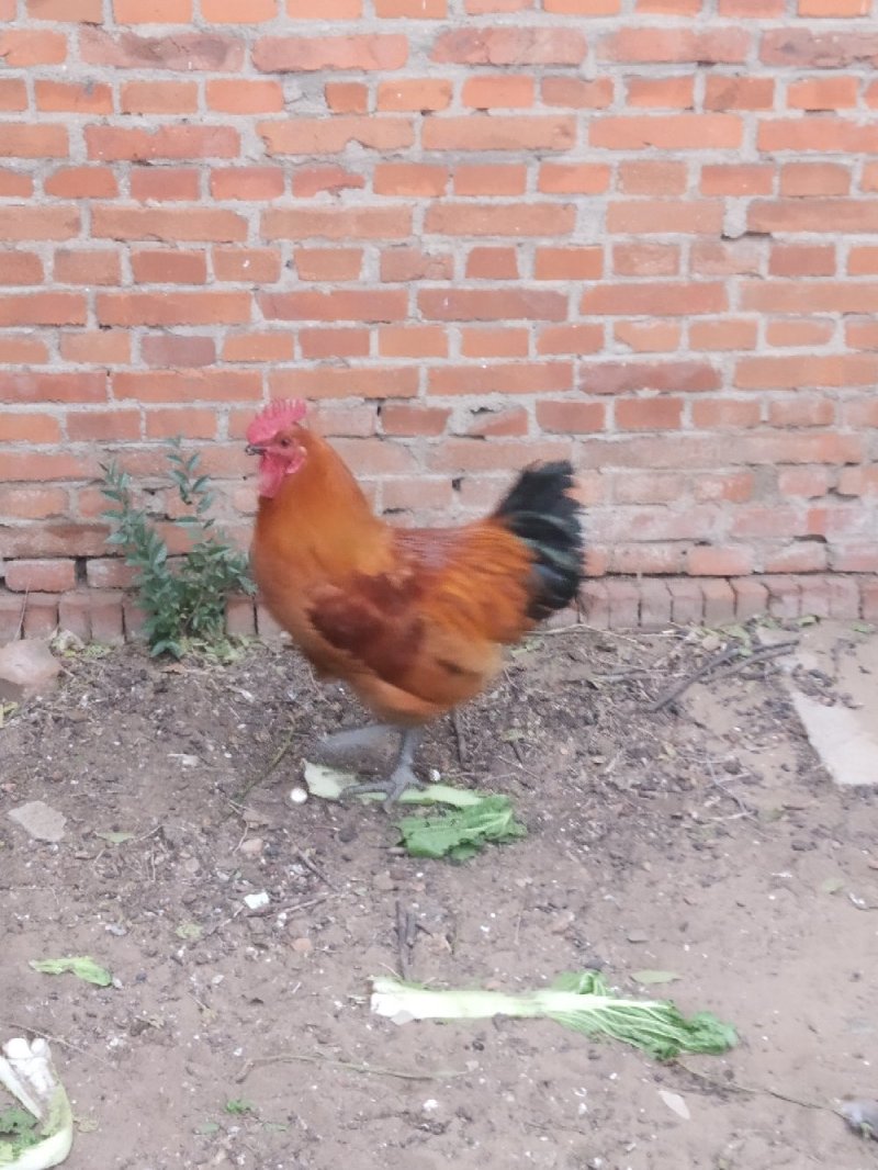 土鸡