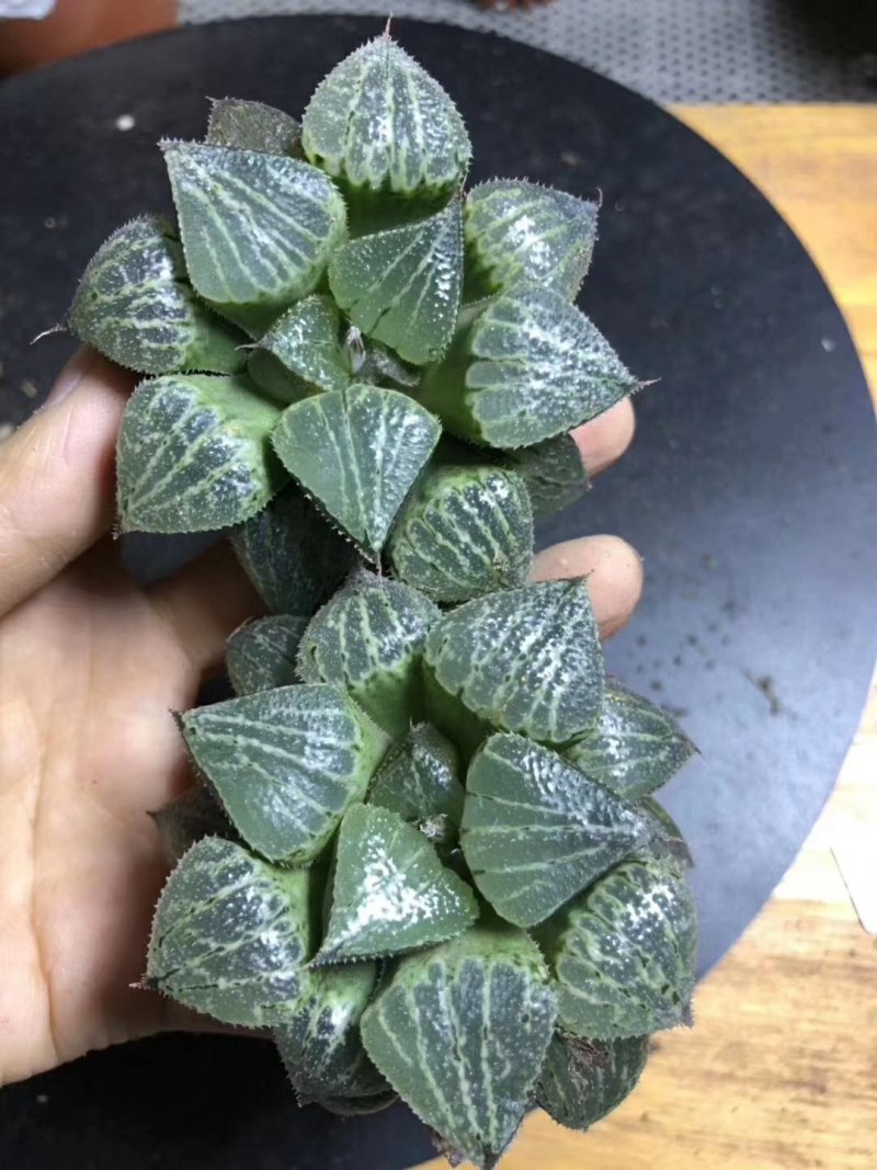 春雷寿