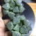 春雷寿