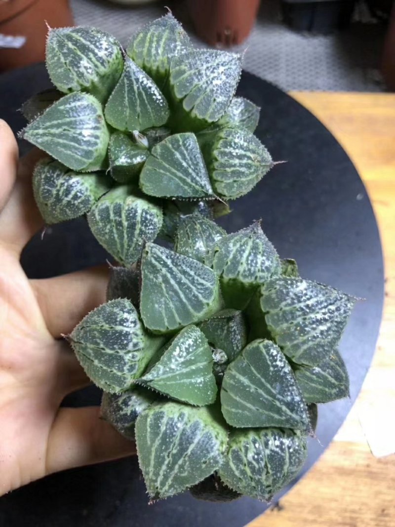 春雷寿
