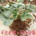 进口新品种四季淡雪天使桃熏阳台盆栽带果草莓苗穴盘苗营养杯