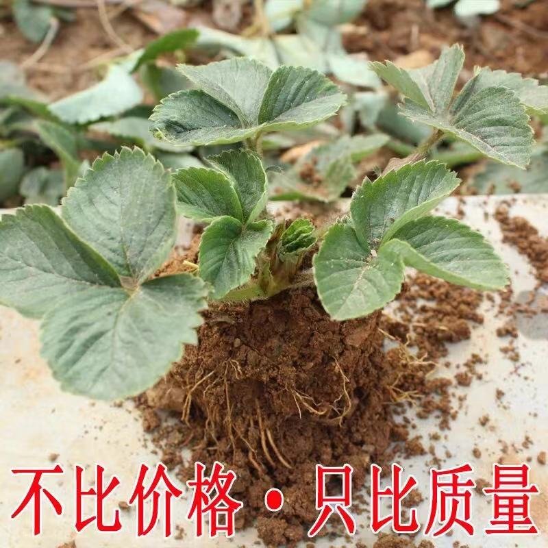 进口新品种四季淡雪天使桃熏阳台盆栽带果草莓苗穴盘苗营养杯