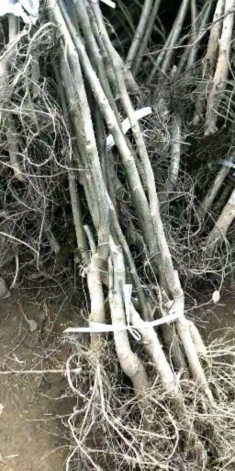 香玲核桃苗一手嫁接苗基地直发拒绝假苗实地考察签合同
