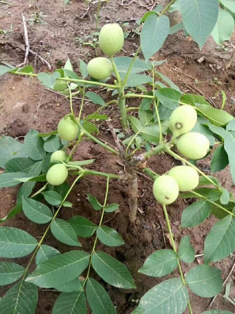 香玲核桃苗一手嫁接苗基地直发拒绝假苗实地考察签合同