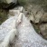 纯正山间放养的土猪