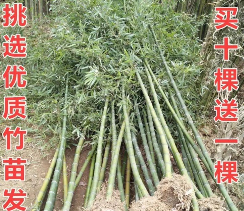 青竹苗