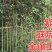青竹苗