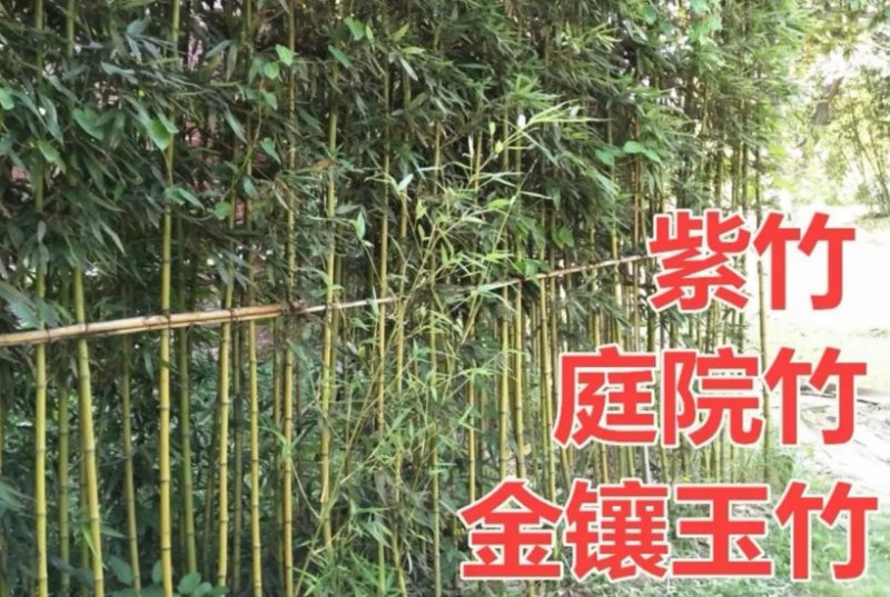 青竹苗