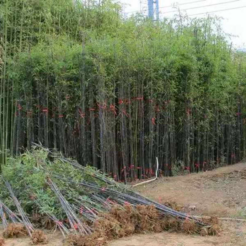 青竹苗