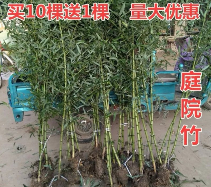 青竹苗