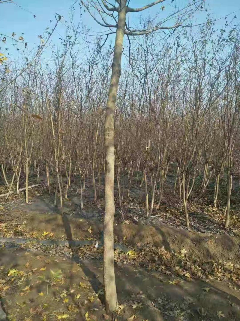白蜡树
