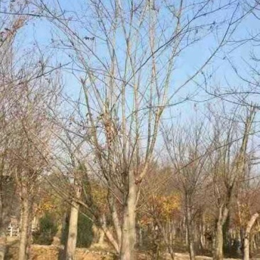 白蜡树