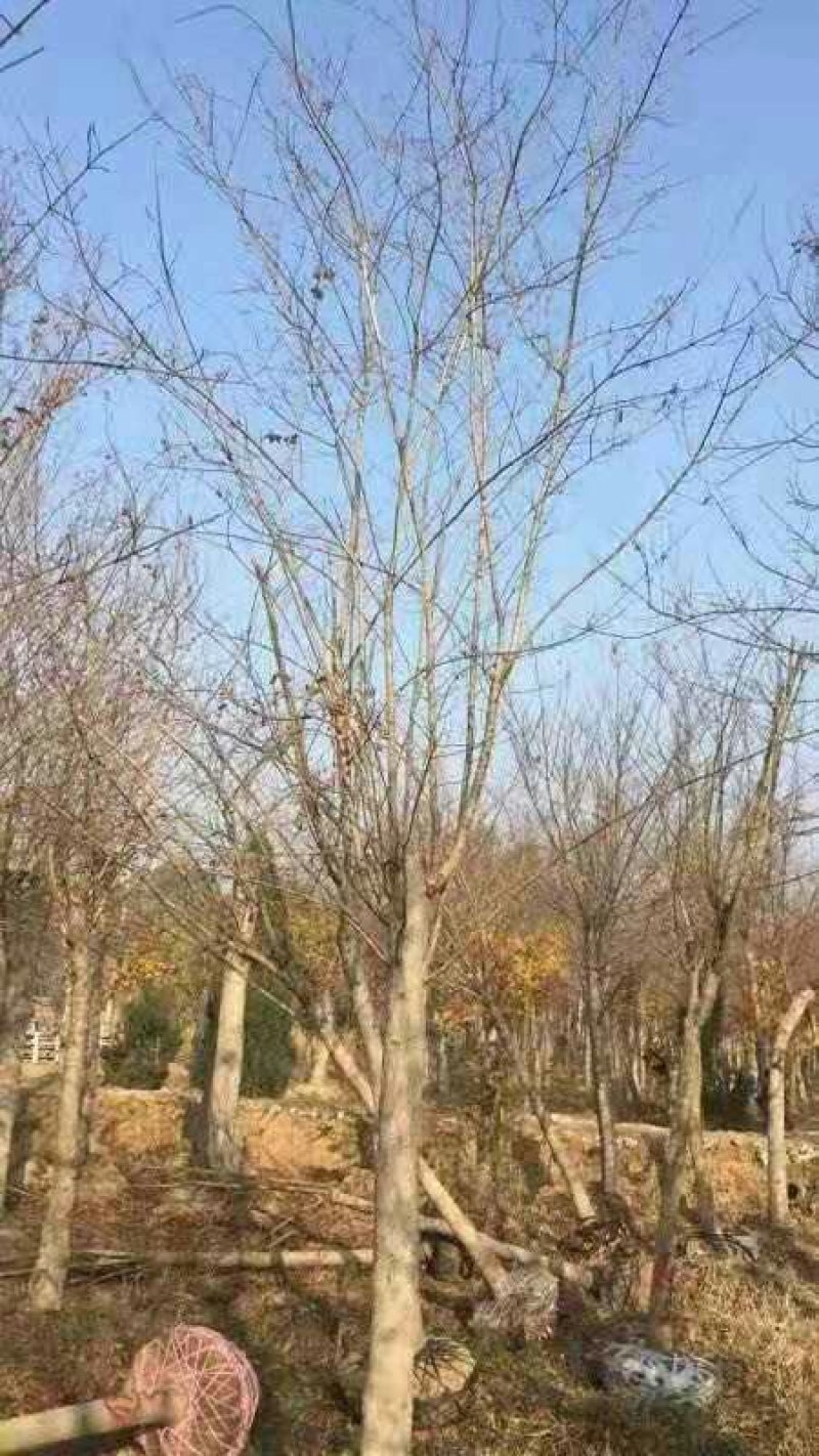白蜡树