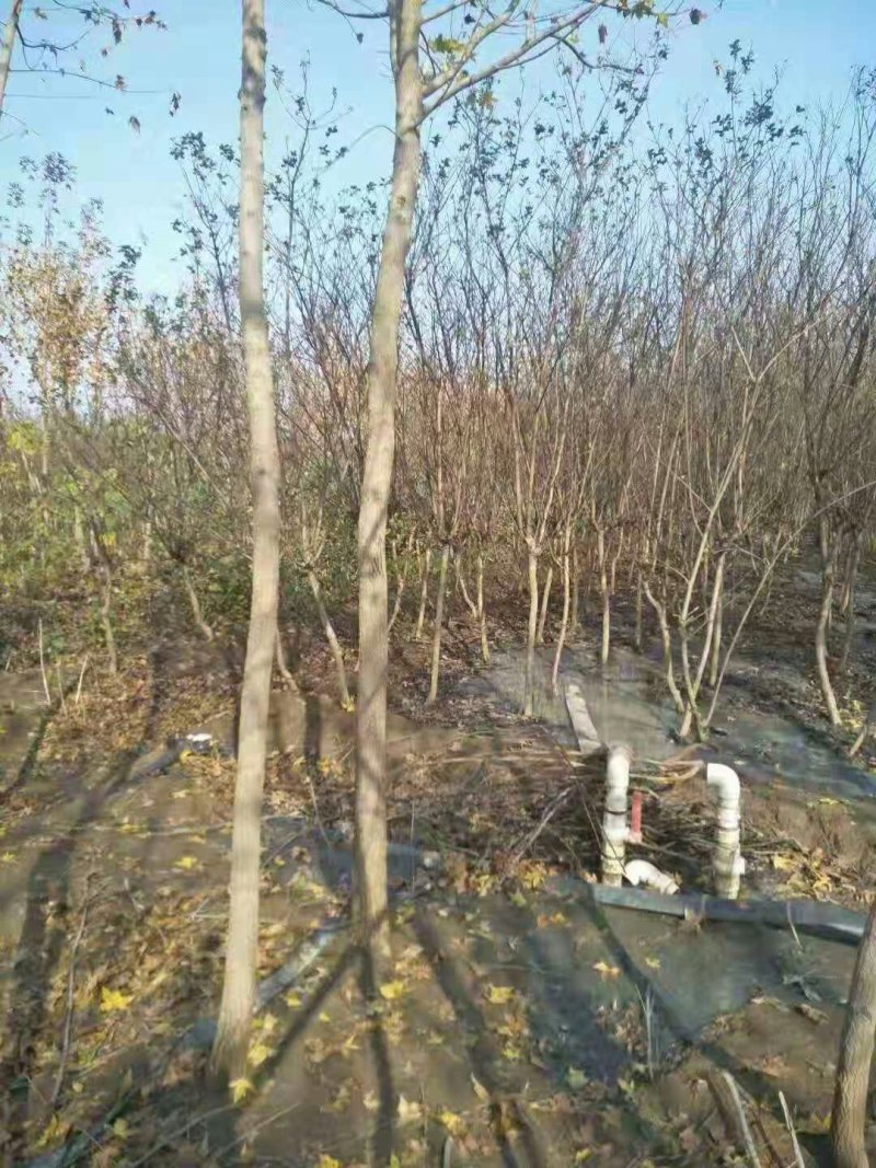 白蜡树