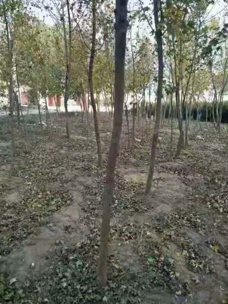 白蜡树