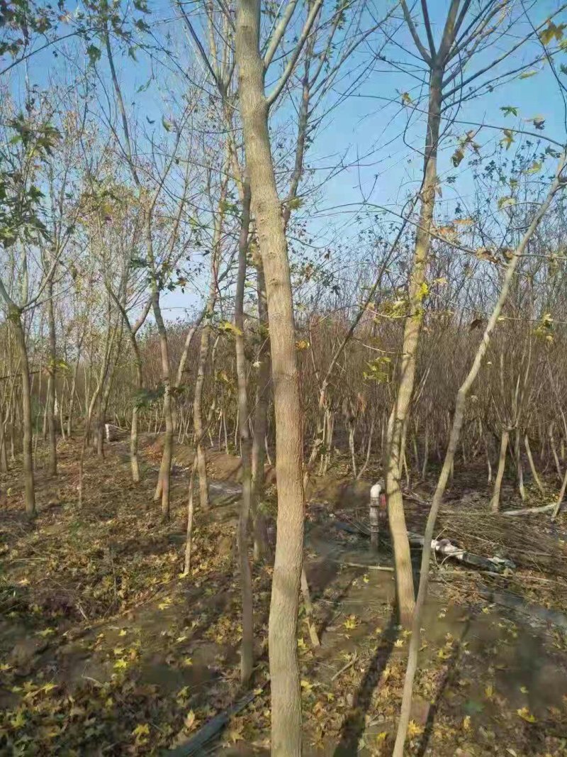 白蜡树