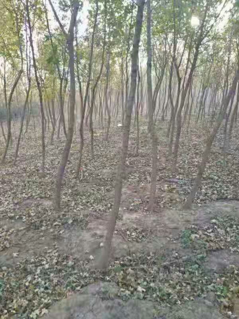 白蜡树