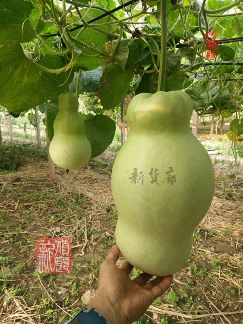 小Q莲花头葫芦种子