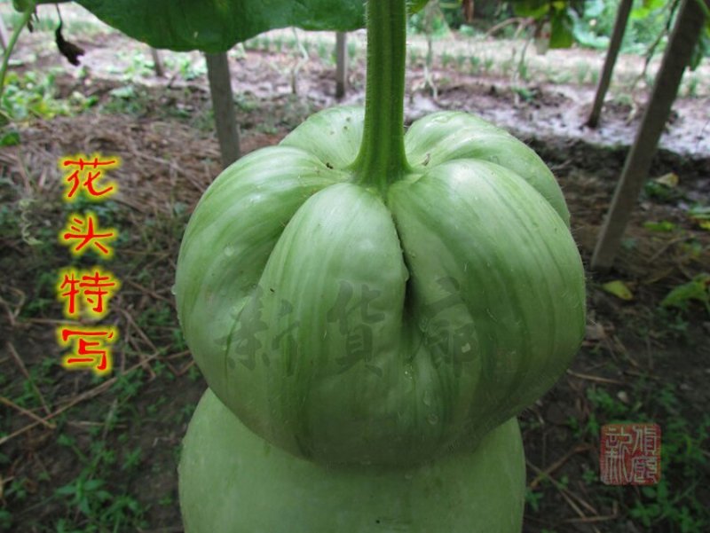 小Q莲花头葫芦种子