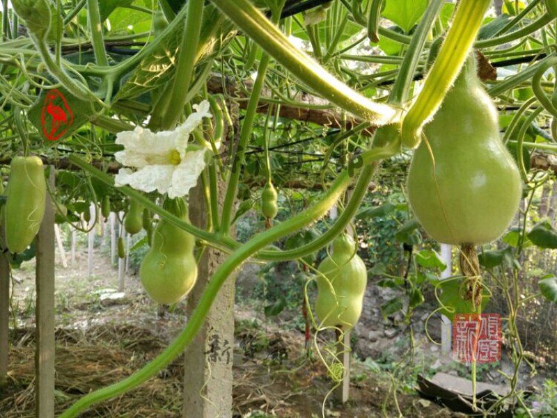 小Q莲花头葫芦种子