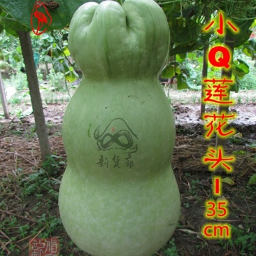 小Q莲花头葫芦种子