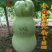 小Q莲花头葫芦种子