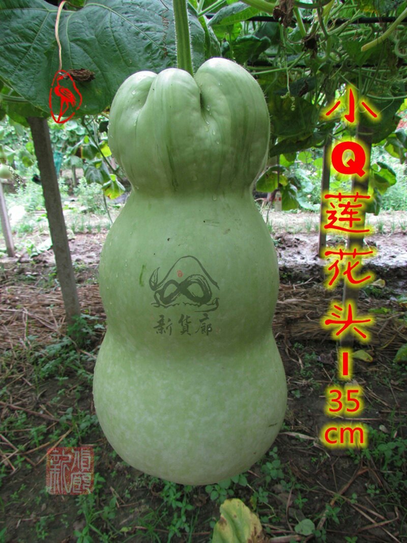 小Q莲花头葫芦种子