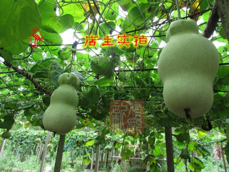 小Q莲花头葫芦种子